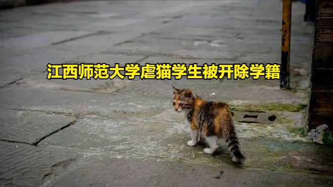 北京最新虐猫事件深度探讨，反思背后的社会问题与应对之道