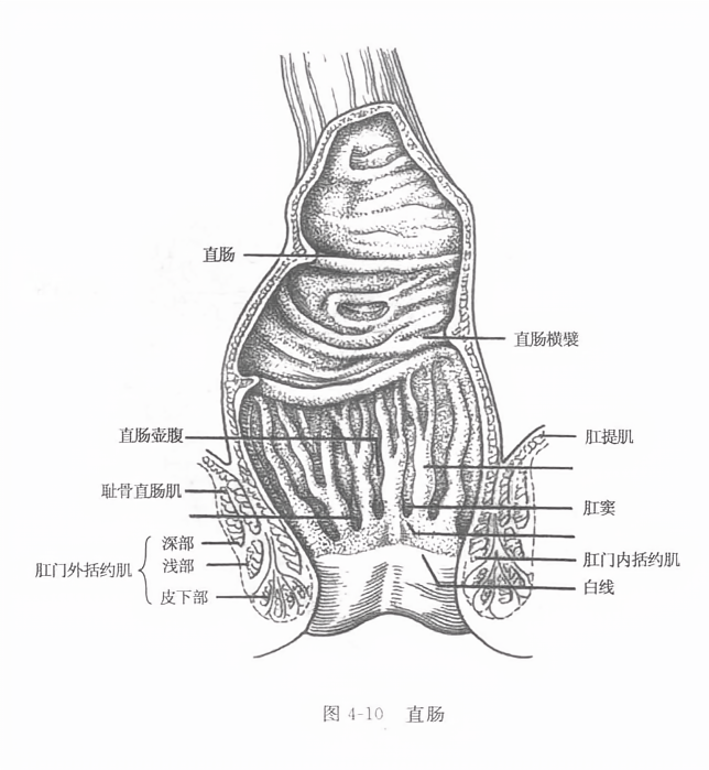 直肠最新定义，肠道健康的新视角解读